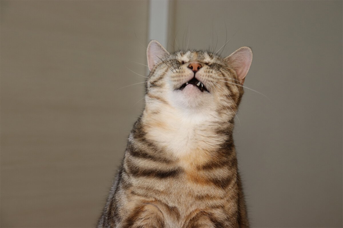 【獣医師監修】猫のくしゃみが止まらないのは病気だから?気になる原因と対策を解説